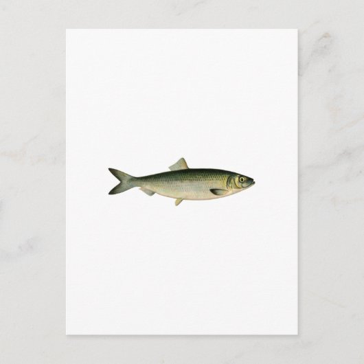 Atlantische haring van Zee Briefkaart (Voorkant)