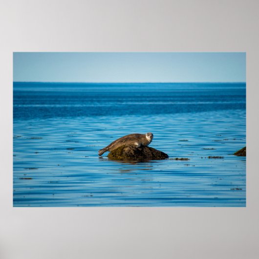 Atlantische havenrob poster (Voorkant)