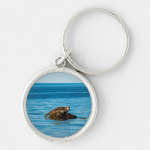 Atlantische havenzeehond sleutelhanger