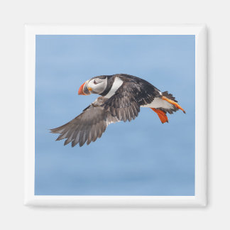 Atlantische Papegaaiduiker 2x2 magneet