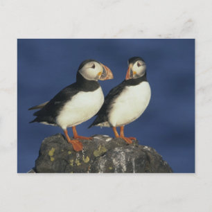 Atlantische papegaaiduiker briefkaart