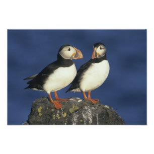 Atlantische papegaaiduiker foto afdruk