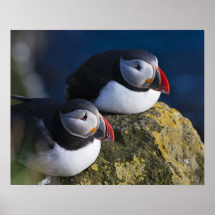 Atlantische papegaaiduiker (Fratercula arctica) 7 Poster