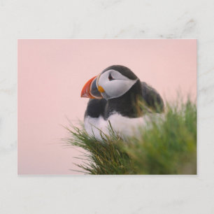 Atlantische Papegaaiduiker (Fratercula arctica) Briefkaart