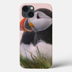 Atlantische papegaaiduiker (Fratercula arctica) iPhone 13 Hoesje