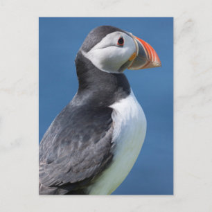 Atlantische Papegaaiduiker (Fratercula Arctica) Op Briefkaart