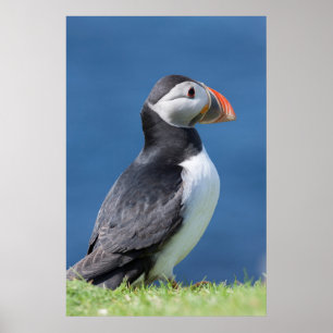 Atlantische Papegaaiduiker (Fratercula Arctica) Op Poster