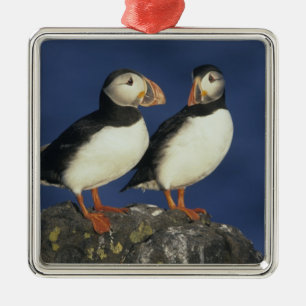 Atlantische papegaaiduiker metalen ornament