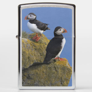 Atlantische papegaaiduikers (Fratercula arctica) o
