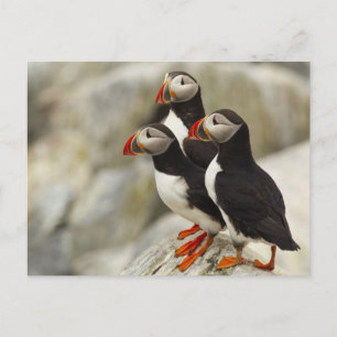 Atlantische Papegaaiduikers op het Eiland van de Briefkaart