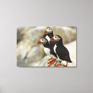 Atlantische papegaaiduikers op Machias Seal Island Canvas Afdruk