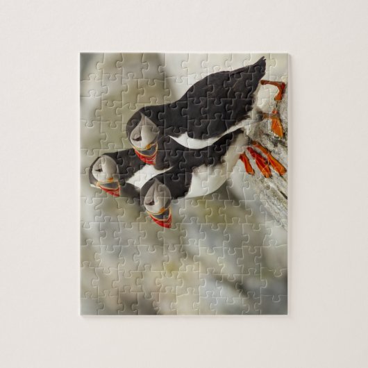 Atlantische papegaaiduikers op Machias Seal Island Legpuzzel (Verticaal)