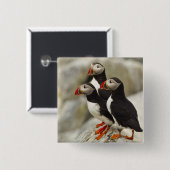 Atlantische papegaaiduikers op Machias Seal Island Vierkante Button 5,1 Cm (Voorkant /achterkant)