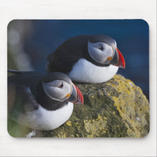Atlantische Puffin (Fratercula arctica) 7 Muismat