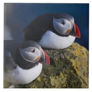 Atlantische Puffin (Fratercula arctica) 7 Tegeltje