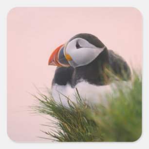 Atlantische Puffin (Fratercula arctica) Vierkante Sticker