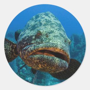 Atlantische Reuzenzeebaars Ronde Sticker