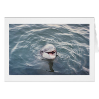 atlantische tongdolfijn