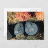 atlantische wolvis briefkaart (Voorkant / Achterkant)