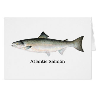 Atlantische zalm