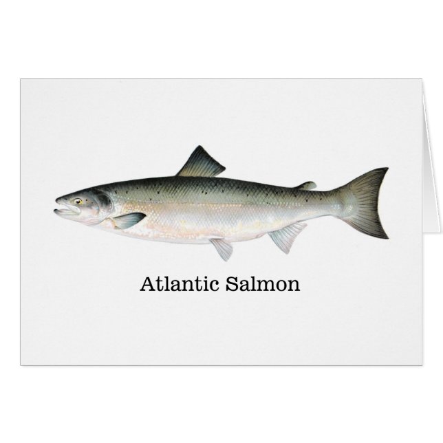 Atlantische zalm (Voorkant Horizontaal)