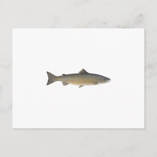 Atlantische zalm briefkaart
