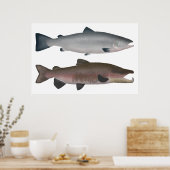 Atlantische zalm - Ocean and Spawning Phases Poster (Keuken)