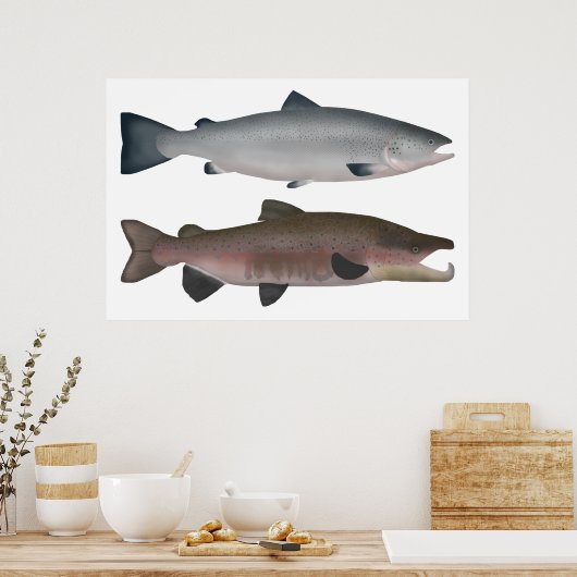 Atlantische zalm - Ocean and Spawning Phases Poster (Keuken)