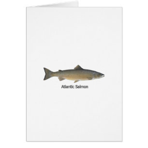 Atlantische zalm (titel)
