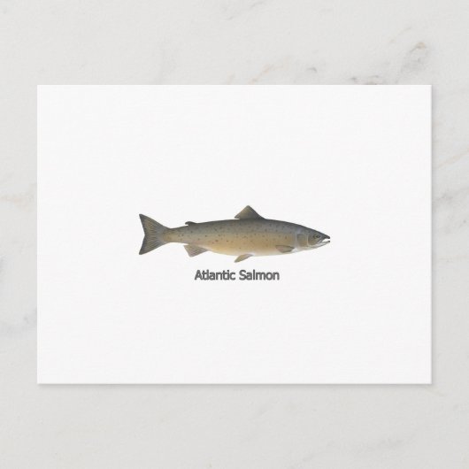 Atlantische zalm (titel) briefkaart (Voorkant)