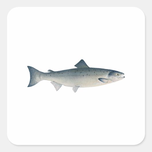 Atlantische zalm vierkante sticker (Voorkant)