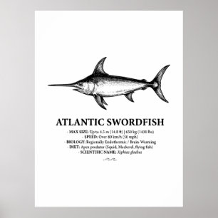 Atlantische Zwaardvis Wetenschappelijke Illustrati Poster