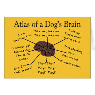 Atlas du cerveau d'un chien