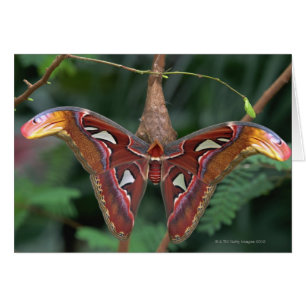 Atlas Moth