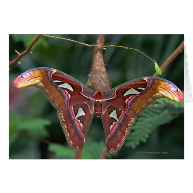 Atlas Moth (Devant horizontal)
