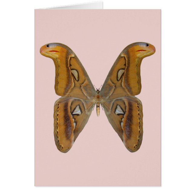 Atlas Moth (Devant)