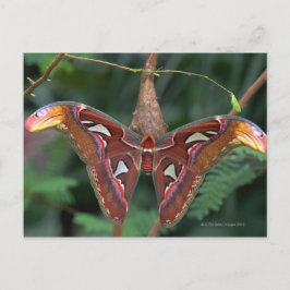 Atlas moth briefkaart