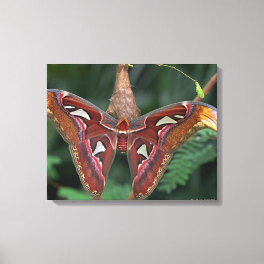 Atlas moth canvas afdruk (Voorkant)