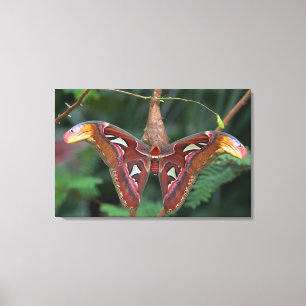 Atlas moth canvas afdruk