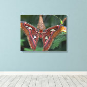 Atlas moth canvas afdruk (Insitu (Houten vloer))