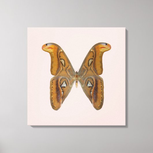 Atlas Moth Canvas Afdruk (Voorkant)