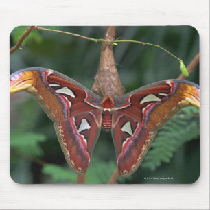 Atlas moth muismat
