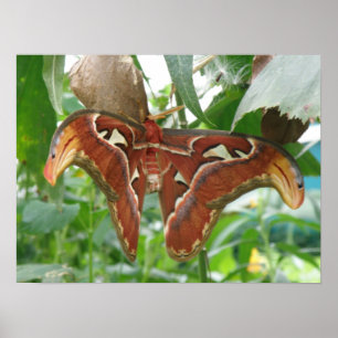 Atlas Moth Print