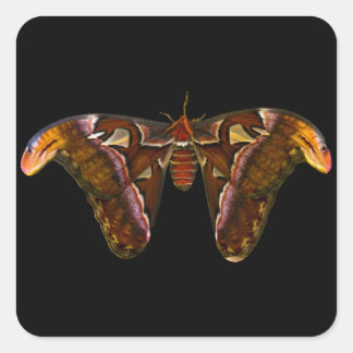Atlas Moth - Snake Head Vierkante Sticker