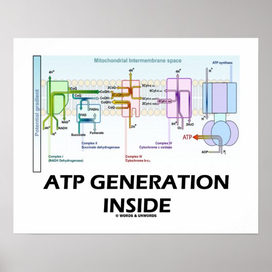 ATP-generatie in de keten van het elektronentransp Poster (Voorkant)