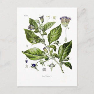 Atropa belladonna (Dodelijke Nightshade) Briefkaart