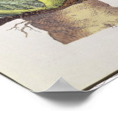 Atropa mandragora poster (Hoek)