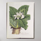 Atropa mandragora poster (Voorkant)