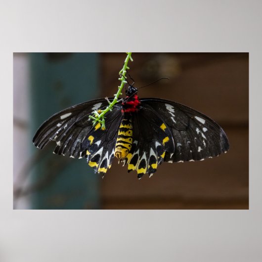 Attached Poster (Voorkant)