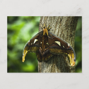 Attacus Atlas-Briefkaart Briefkaart